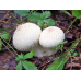 Мицелий Дождевика настоящего / Дождевик шиповатый (Lycoperdon perlatum)